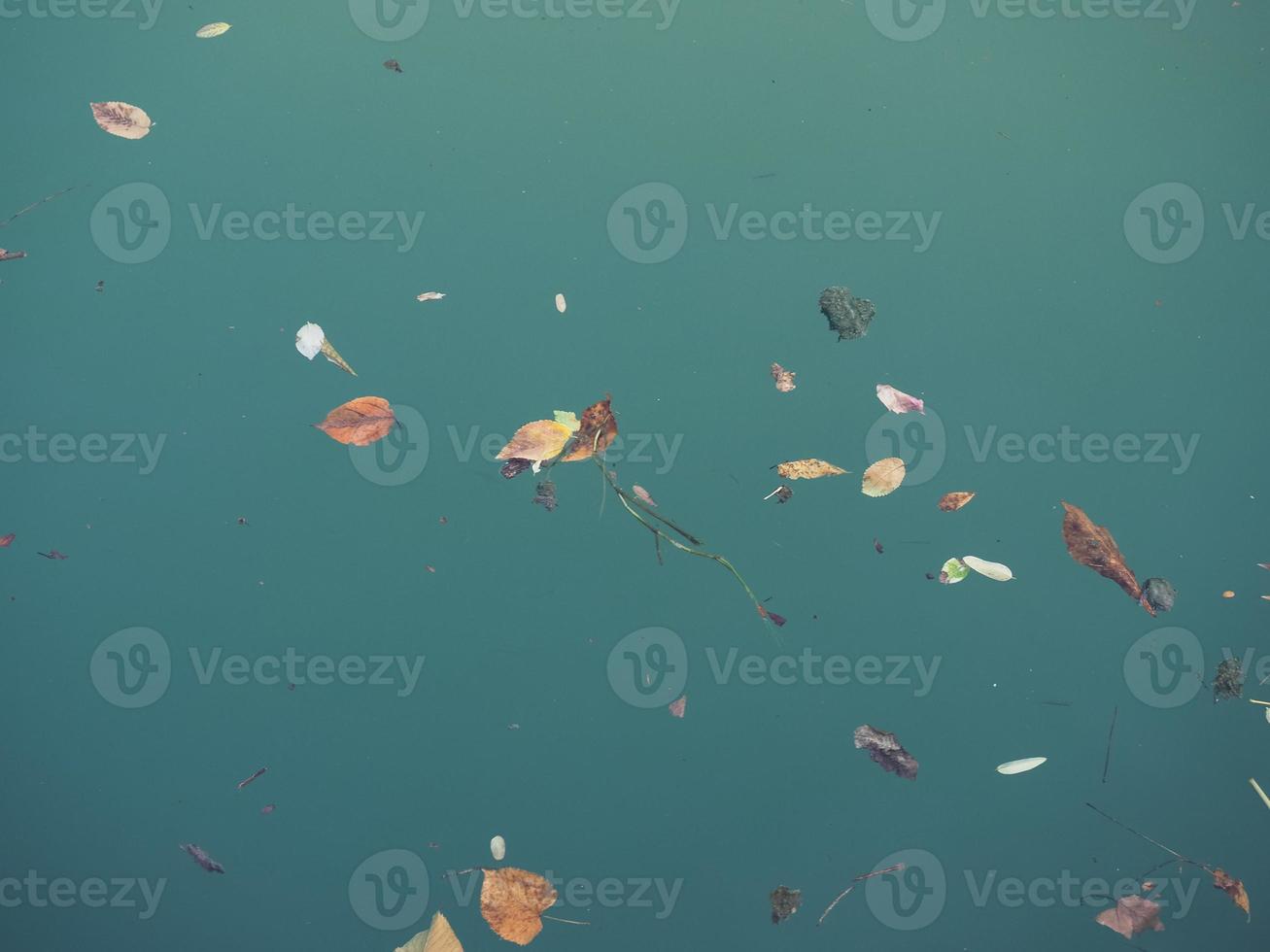 leaves floating on river water photo