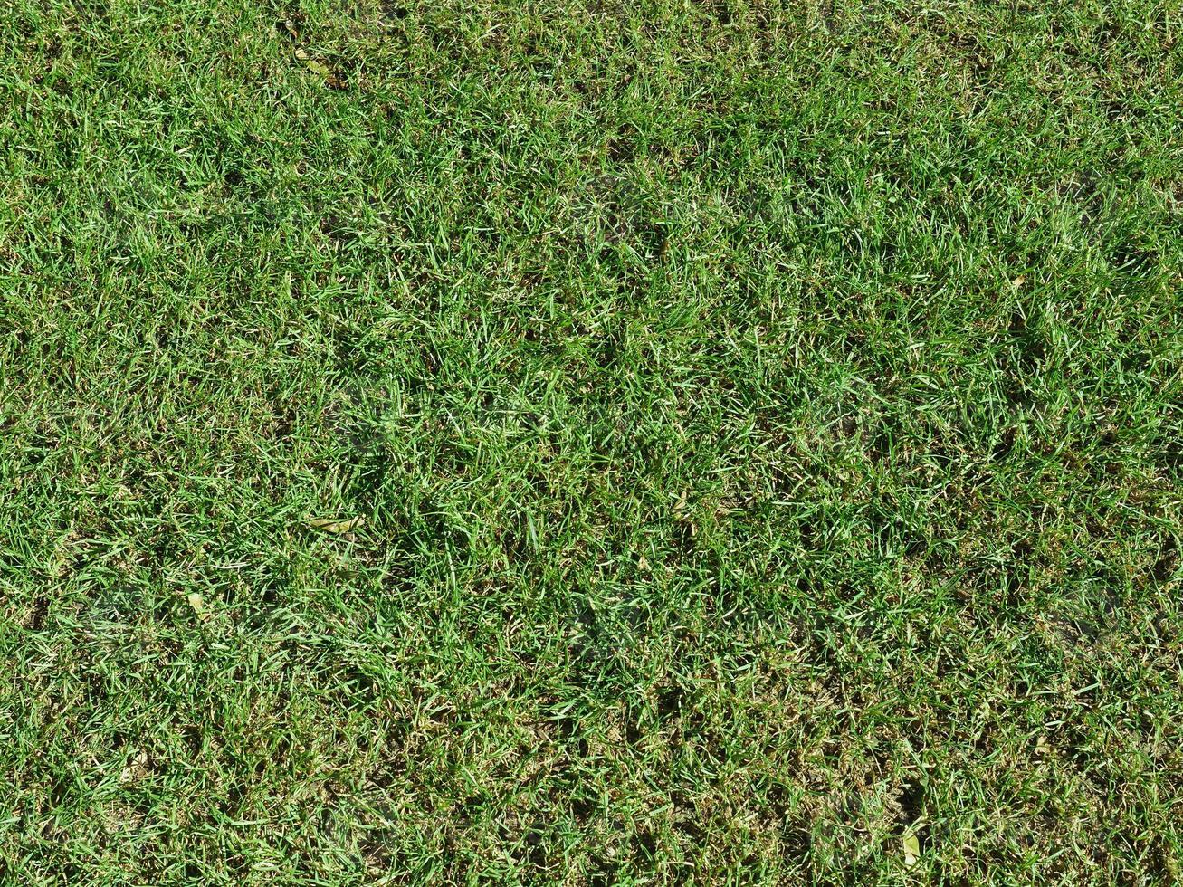 green meadow background photo