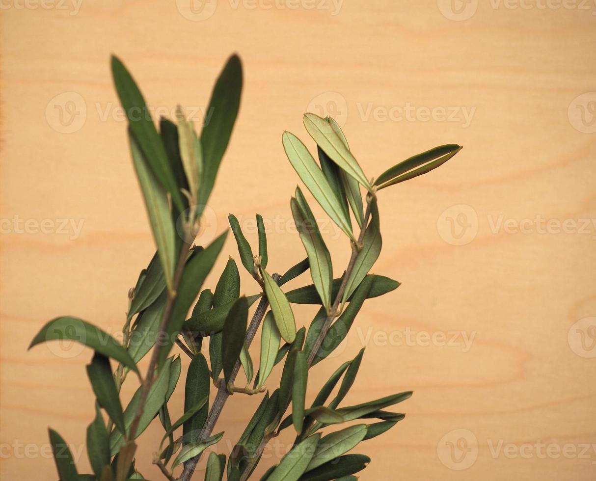 Palm Sunday olive branch photo