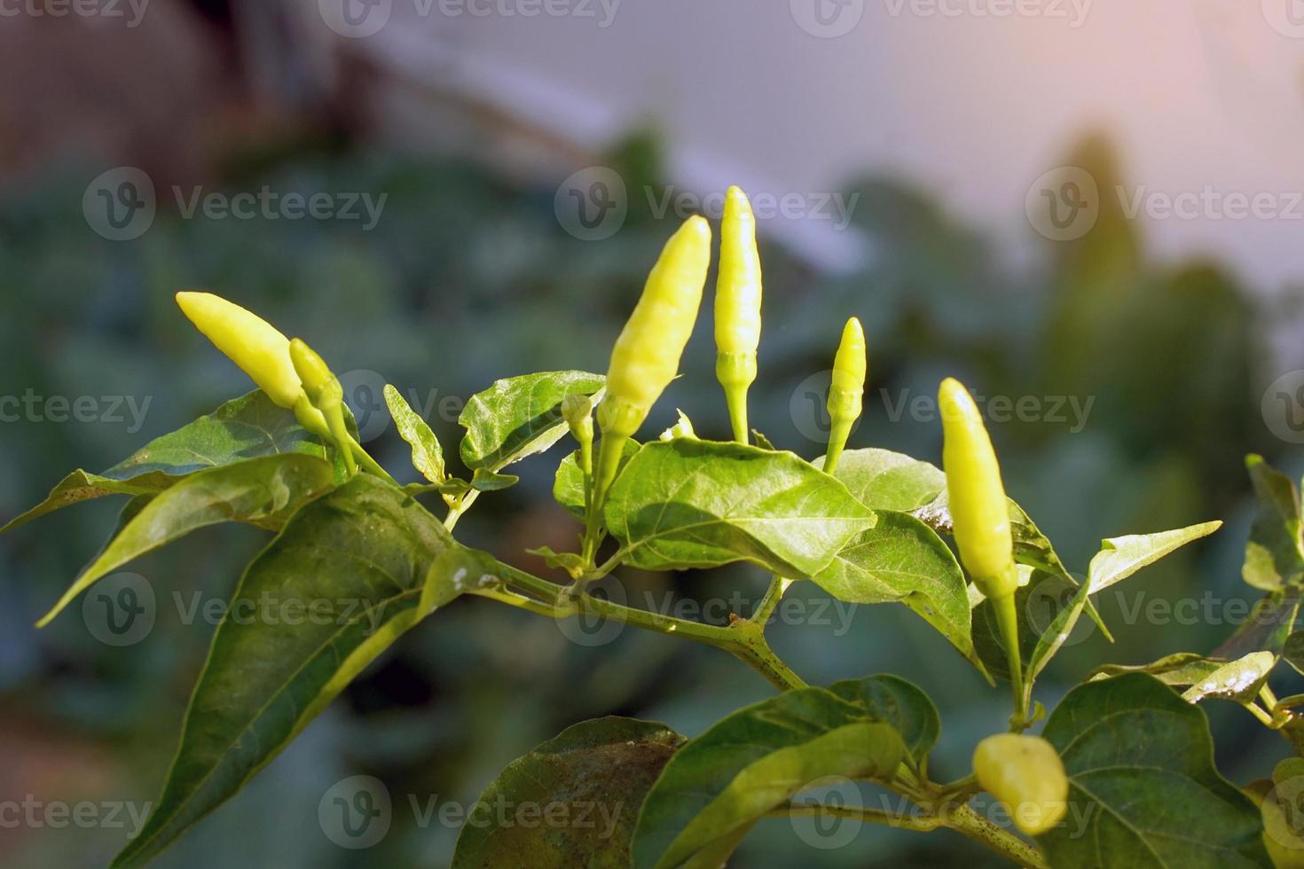 Chili trees that are commonly planted in the gardens of Thai people's homes. It is a component of curry paste. Spicy ingredients in a variety of dishes. Soft and selective focus. photo