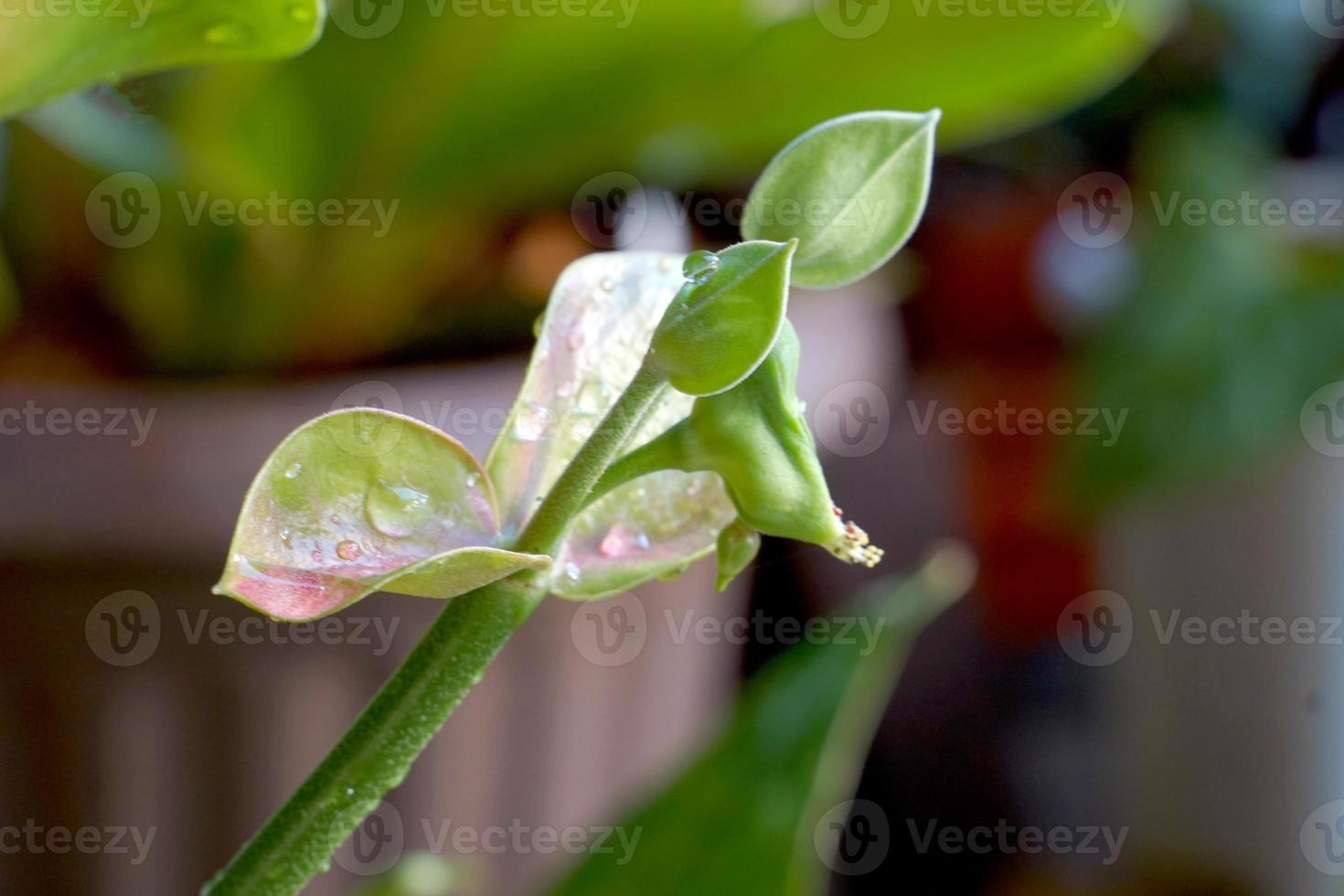 Slipper plant is an ornamental plant. The leaves are composite feathers. The shape of the flower resembles a bird. It is believed that planting it will bring good luck. photo