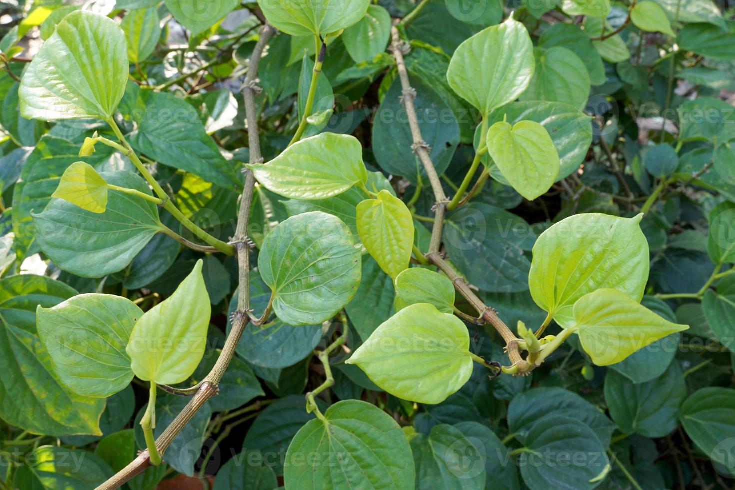 Bettle Piper is a climbing vine. heart shaped leaves light yellow Then change to light green, dark green, and when fully mature, it will be yellow. It has a specific aroma, spicy taste. photo