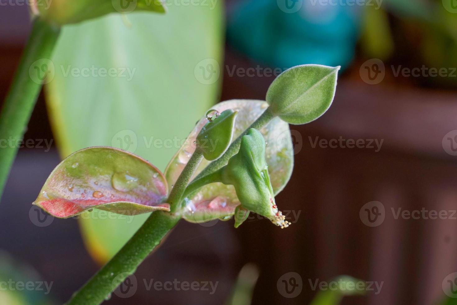 Slipper plant is an ornamental plant. The leaves are composite feathers. The shape of the flower resembles a bird. It is believed that planting it will bring good luck. photo