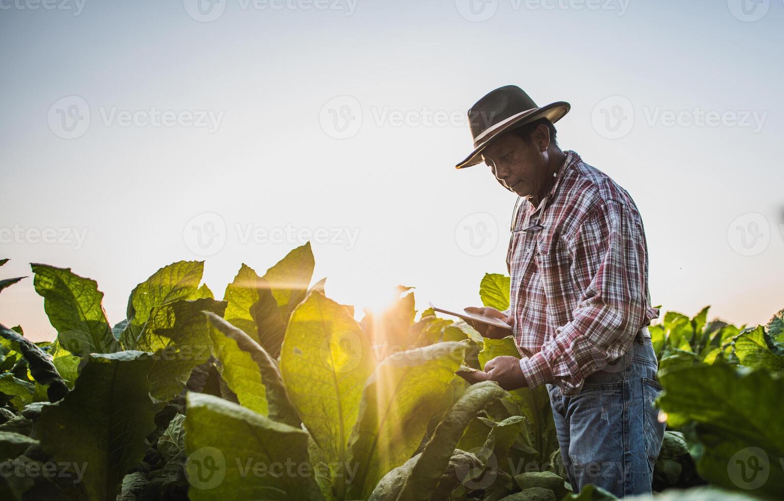 Asian senior male farmer working in tobacco plantation photo