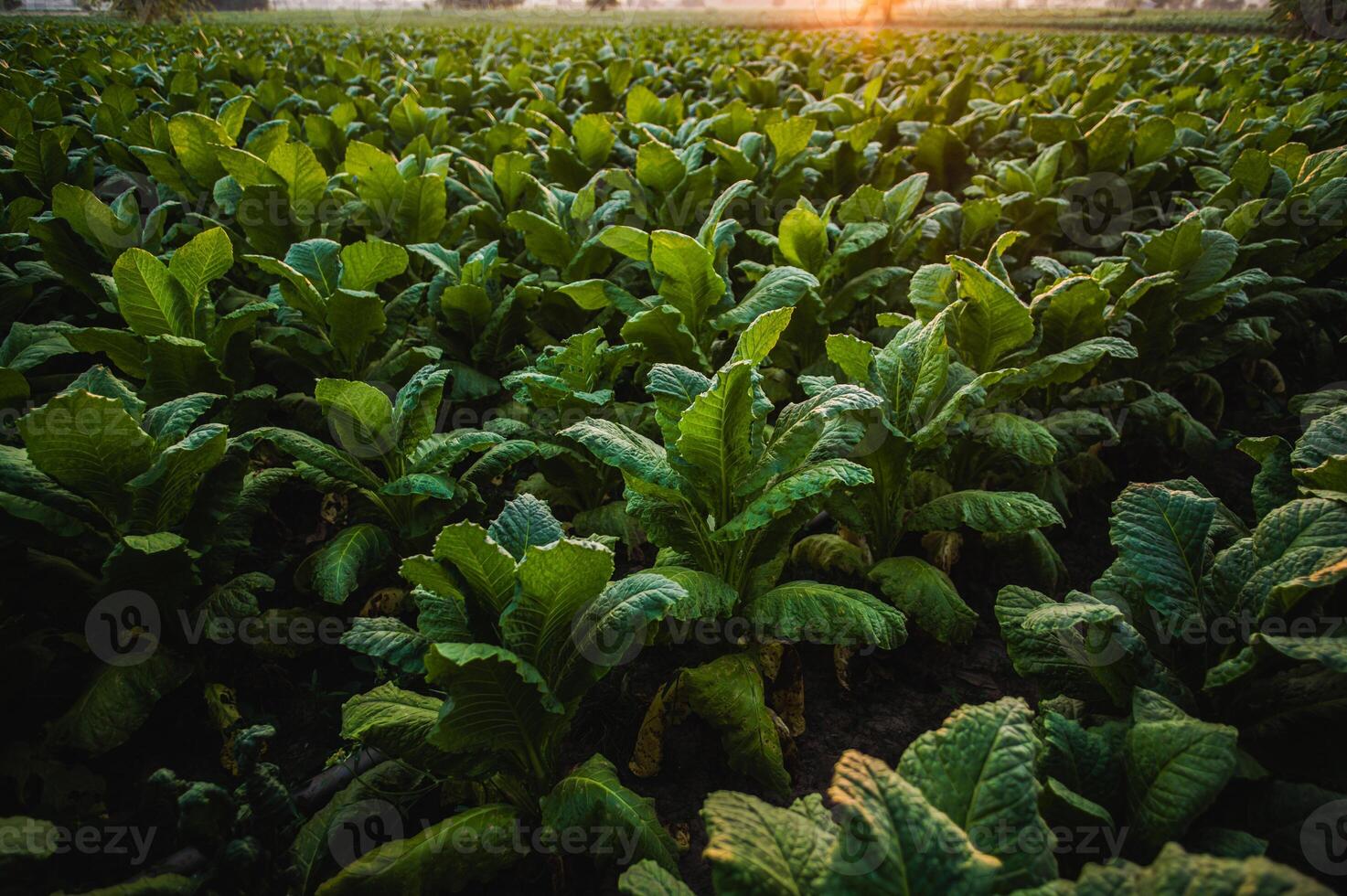 Landscape of tobacco plantation with sunlight on sunset time photo