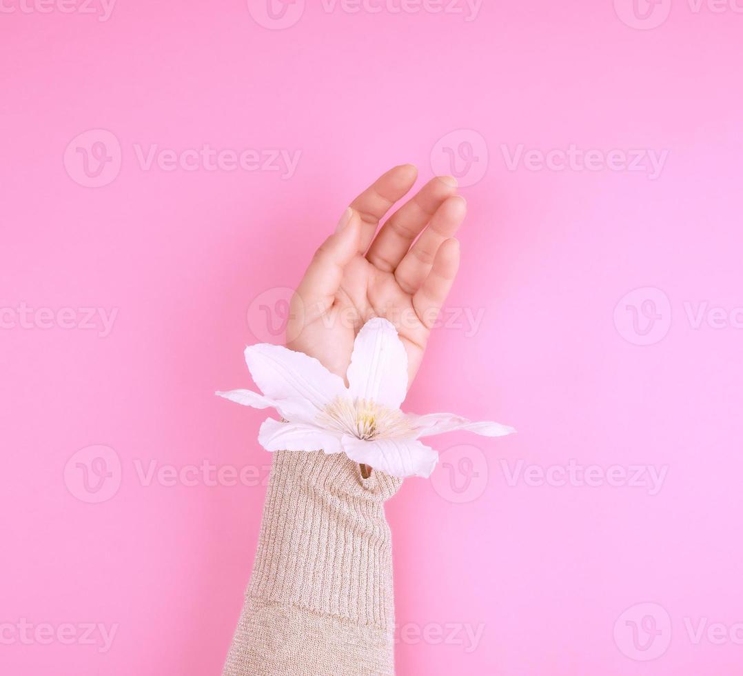 female hand holding blooming white clematis bud on a pink background photo