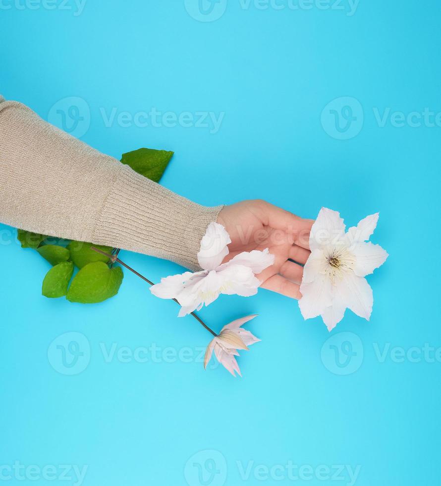 female hand holding blooming white clematis buds on a blue background photo