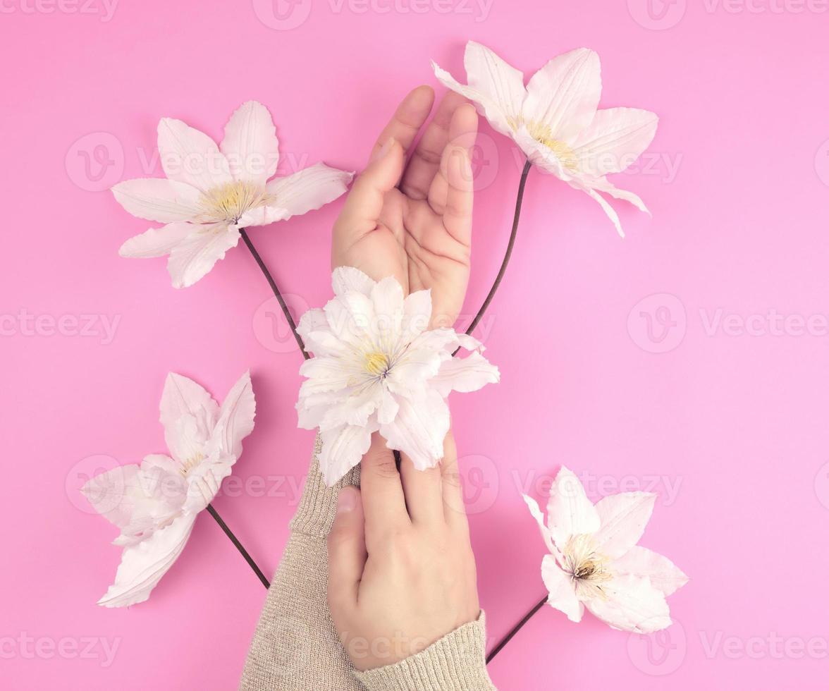 two female hands holding blooming white clematis buds on a pink background photo