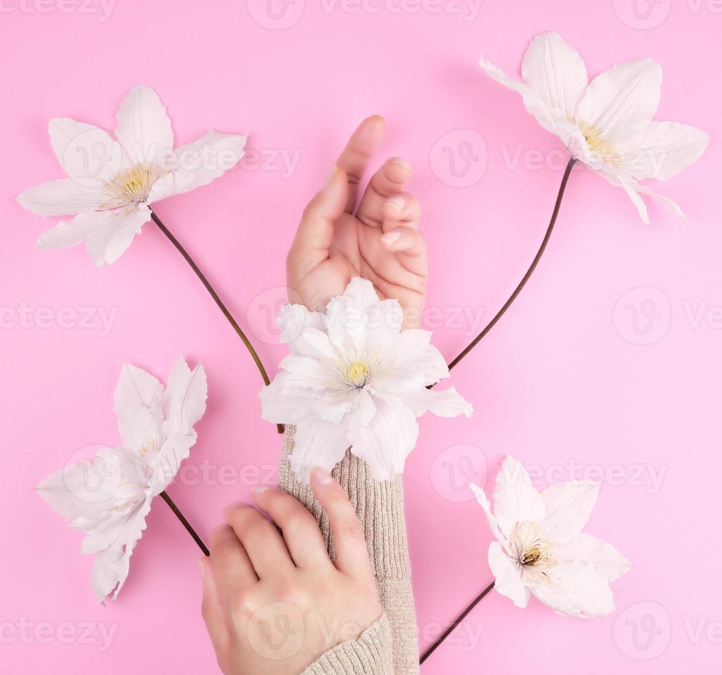 two female hands holding blooming white clematis buds photo