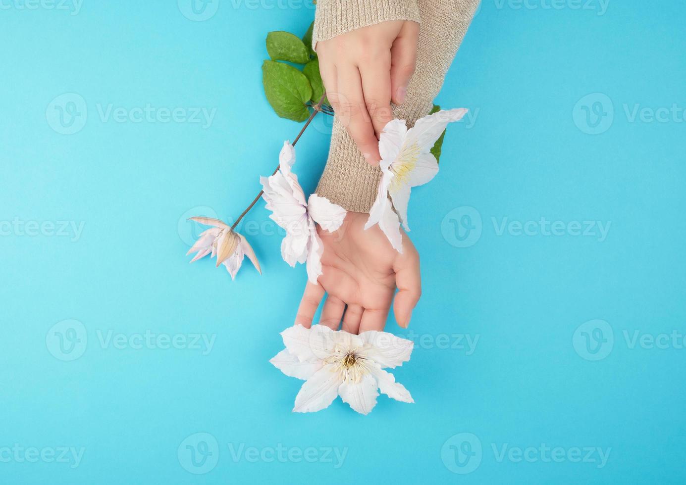 female hands holding blooming white clematis buds on a blue background photo