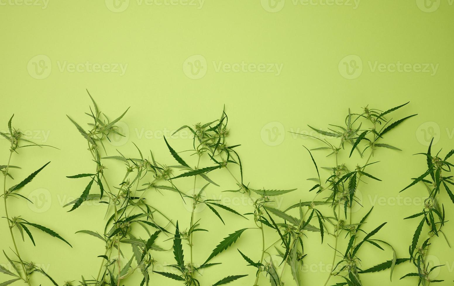 cannabis branch with green leaves on a green background, alternative medicine photo