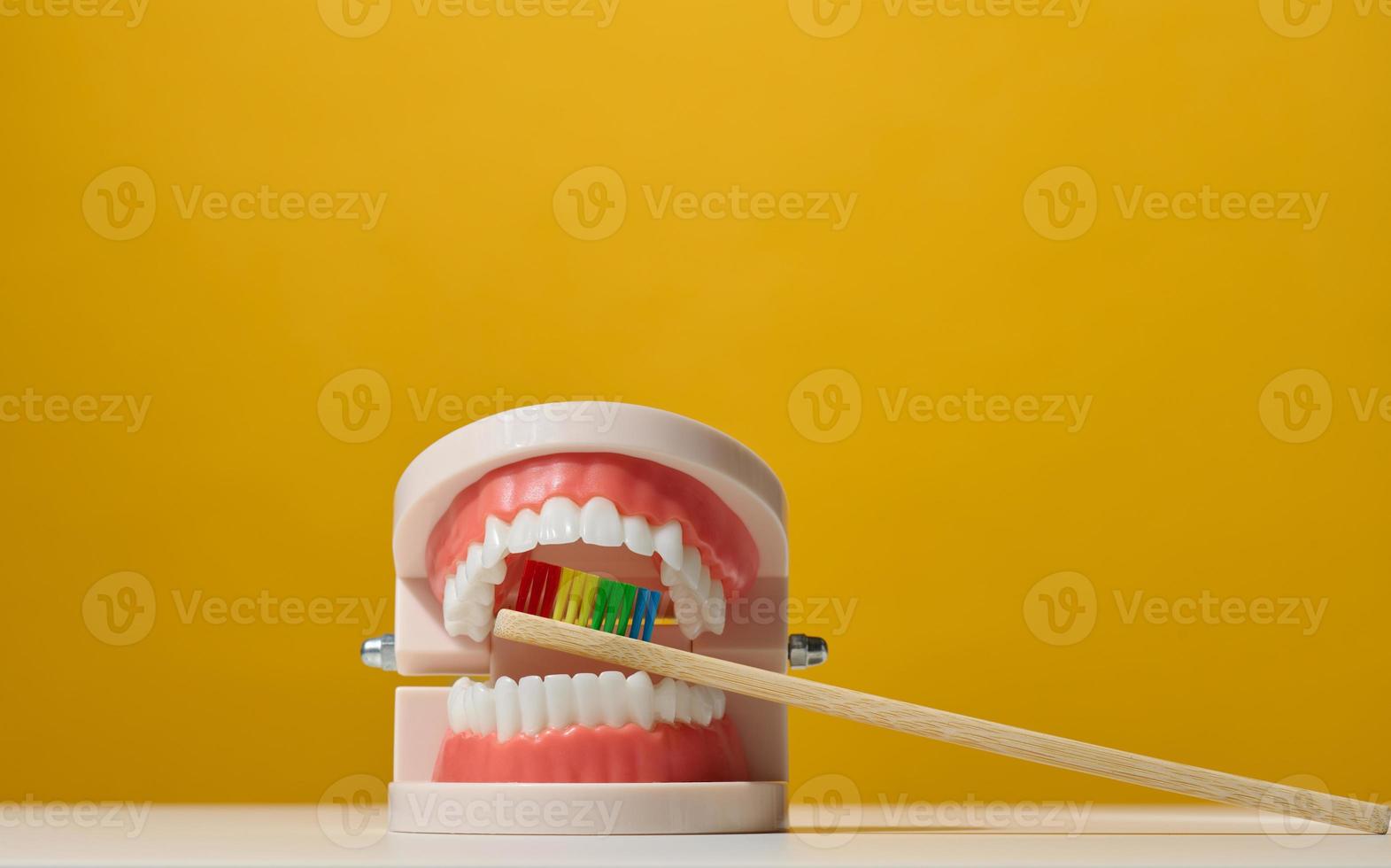 plastic model of a human jaw with white teeth and wooden toothbrush on a yellow background photo