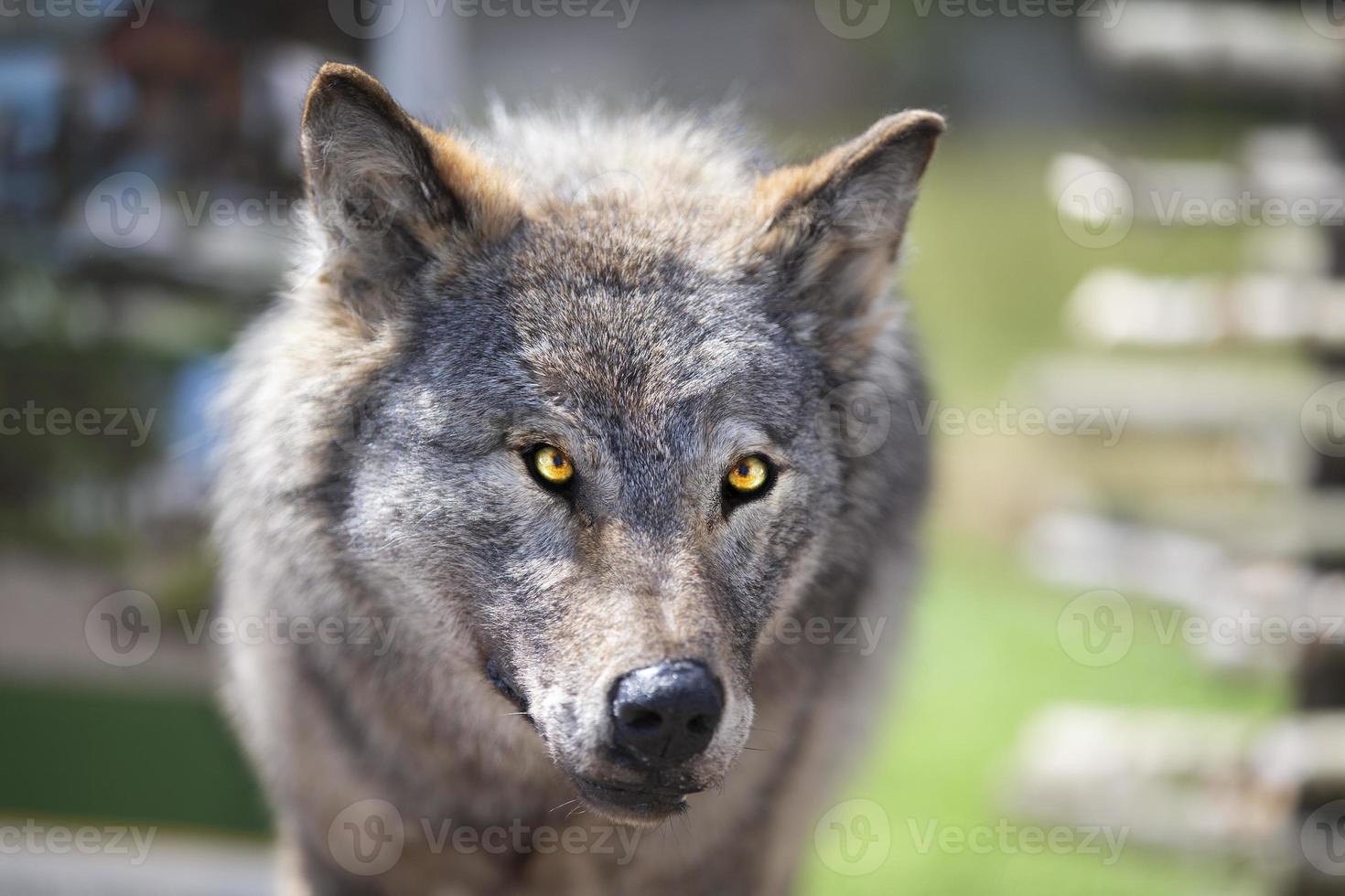 Stuffed gray wolf on a green background. photo