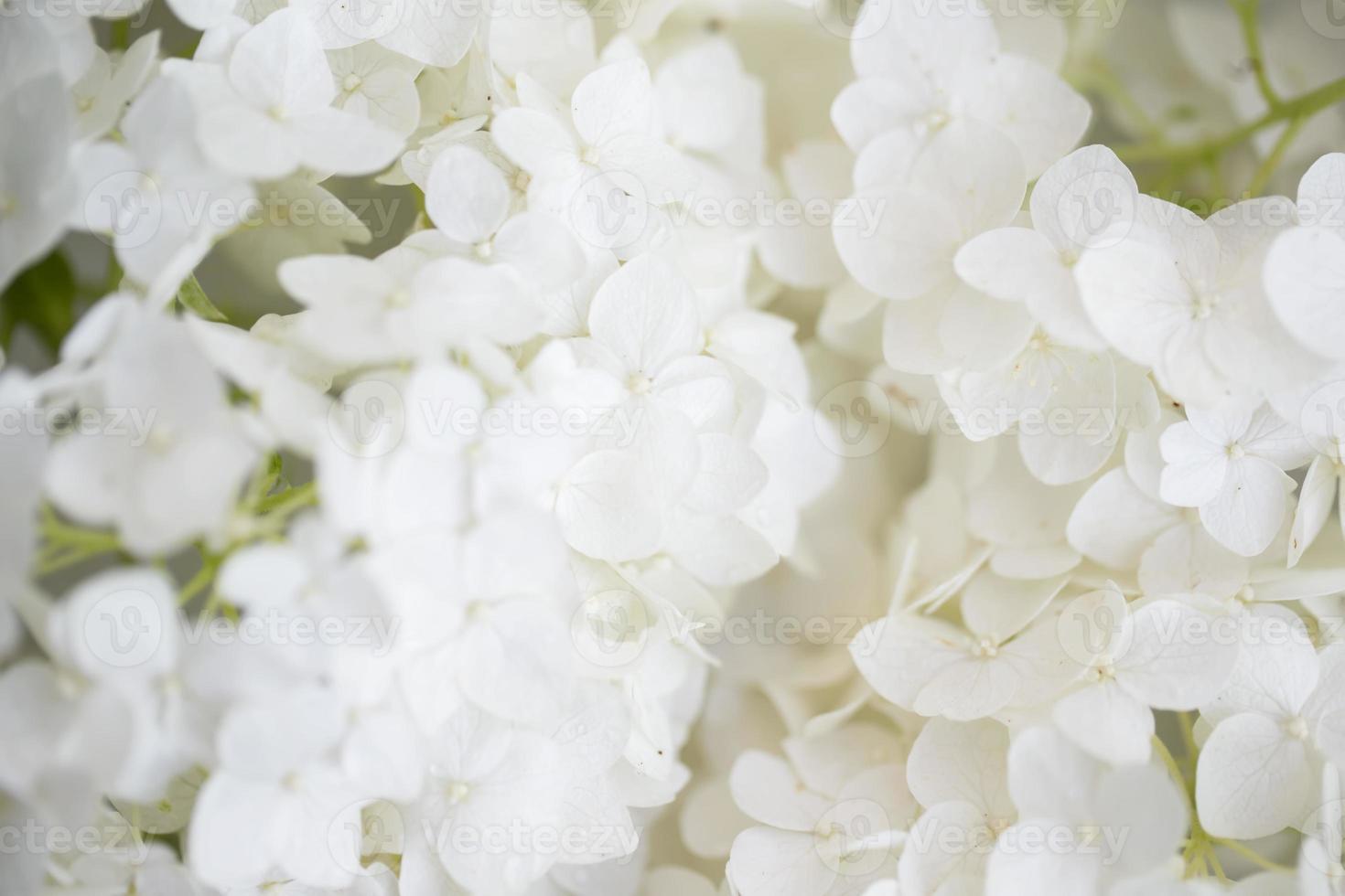 Background of white small flowers. photo