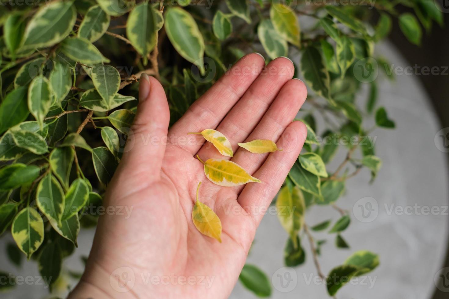 Ficus leaves are turning yellow. Ficus diseases. Popular houseplant