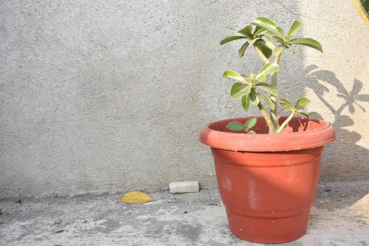 Adenium plant in a pot photo