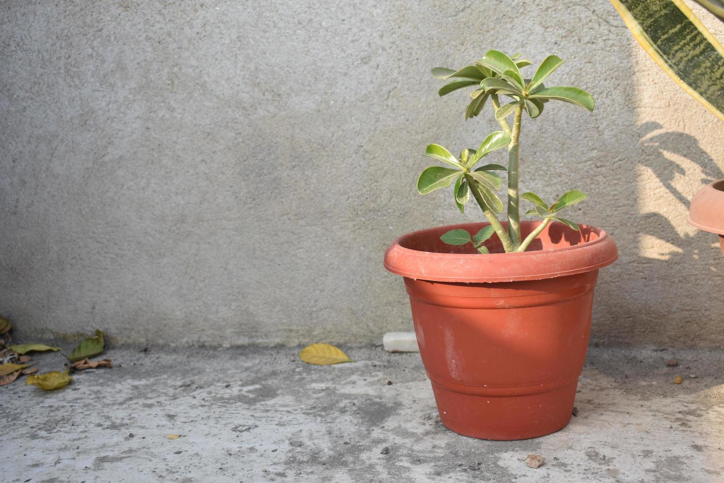 Adenium plant in a pot photo