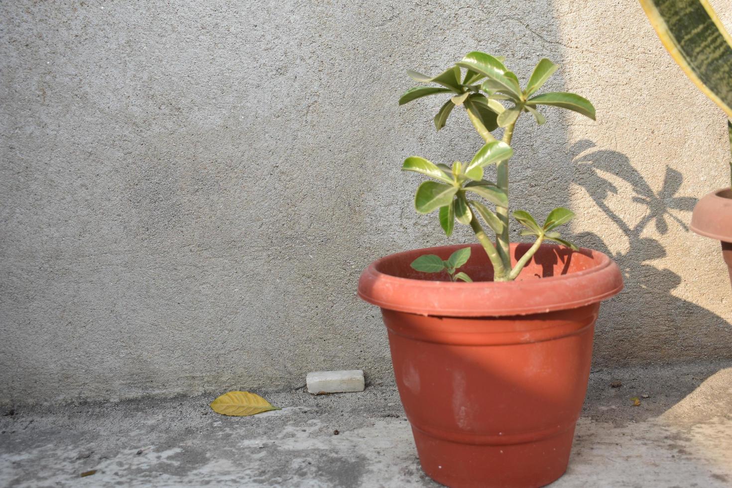 adenium planta en un maceta foto