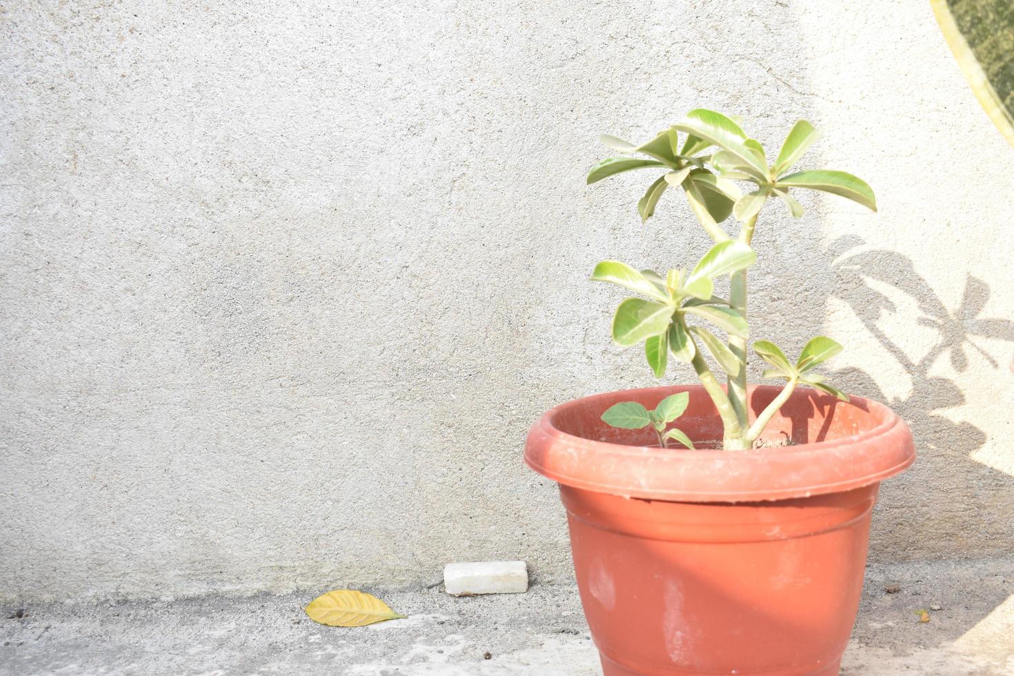 adenium planta en un maceta foto