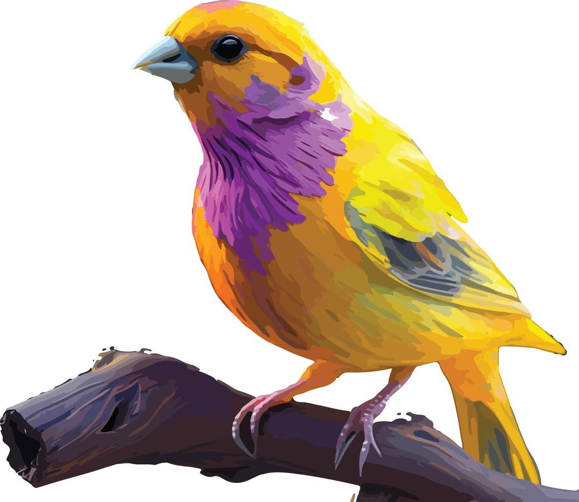 colorful canary beautiful bird vector