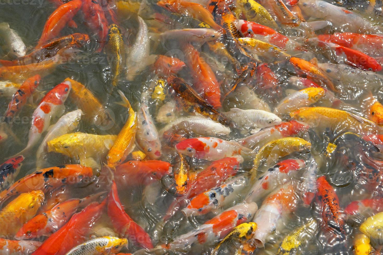 Japan koi fish or Fancy Carp swimming in a black pond fish pond. Popular pets for relaxation and feng shui meaning. Popular pets among people. photo