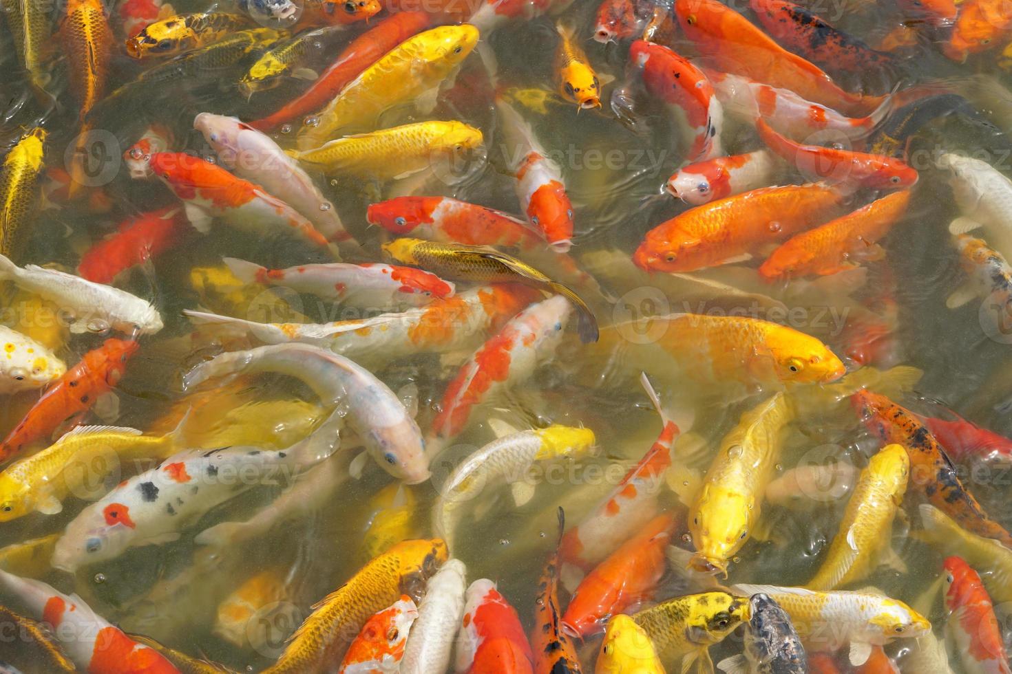 Japan koi fish or Fancy Carp swimming in a black pond fish pond. Popular pets for relaxation and feng shui meaning. Popular pets among people. photo