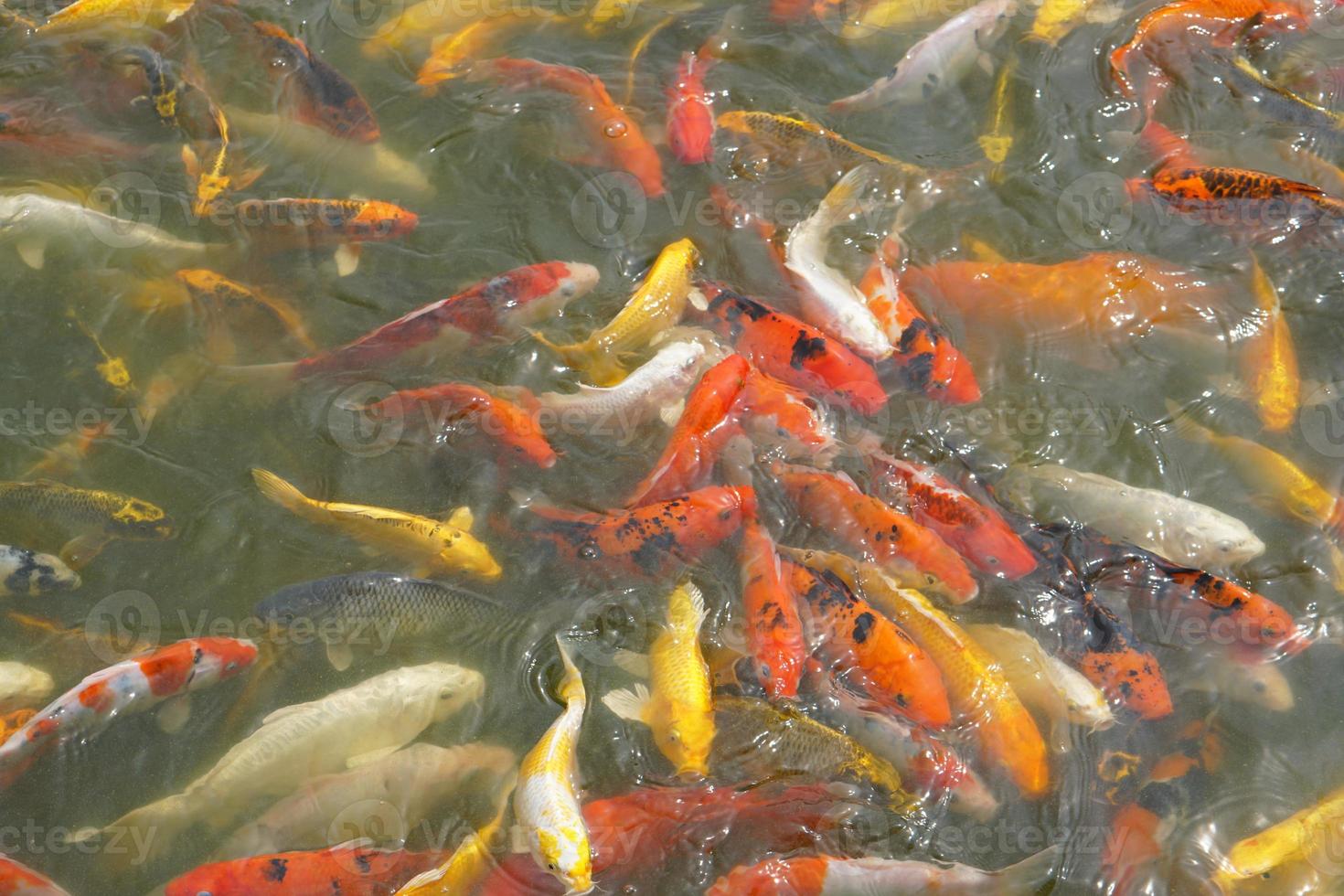 Japan koi fish or Fancy Carp swimming in a black pond fish pond. Popular pets for relaxation and feng shui meaning. Popular pets among people. photo
