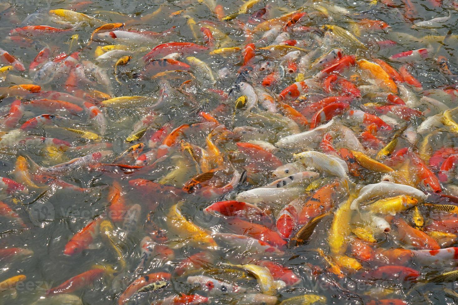 Japan koi fish or Fancy Carp swimming in a black pond fish pond. Popular pets for relaxation and feng shui meaning. Popular pets among people. photo