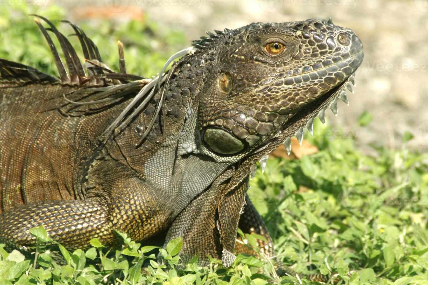 Iguana is a genus of lizard that lives in the tropics. Anolis carolinensis or green anole is a species of tree-dwelling anole lizard, macro lizard, macro iguana, nature photo