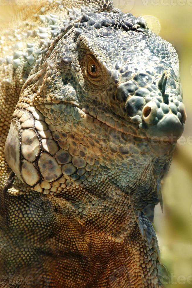 iguana es un género de lagartija ese vive en el zona tropical. anolis carolinensis o verde anolis es un especies de árbol-vivienda anolis lagarto, macro lagarto, macro iguana, naturaleza foto