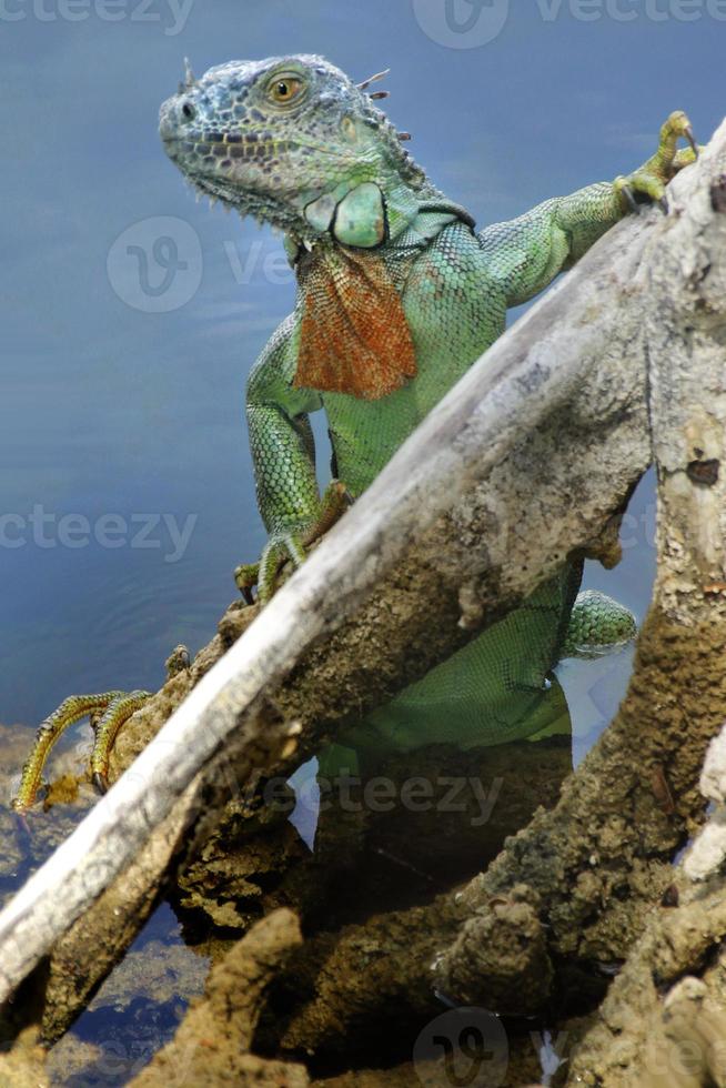 Iguana is a genus of lizard that lives in the tropics. Anolis carolinensis or green anole is a species of tree-dwelling anole lizard, macro lizard, macro iguana, nature photo