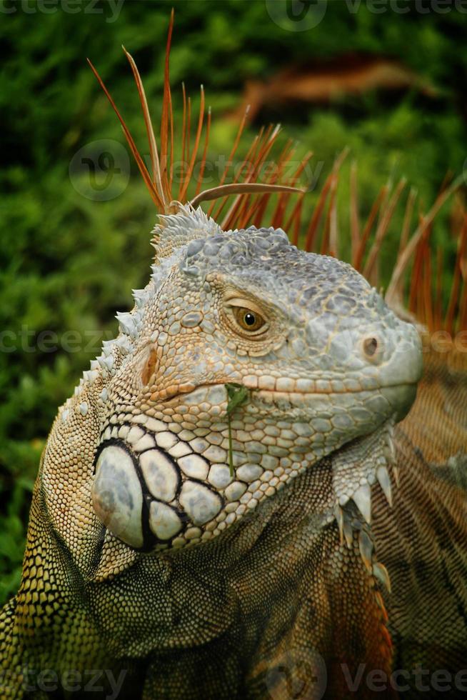 Iguana is a genus of lizard that lives in the tropics. Anolis carolinensis or green anole is a species of tree-dwelling anole lizard, macro lizard, macro iguana, nature photo