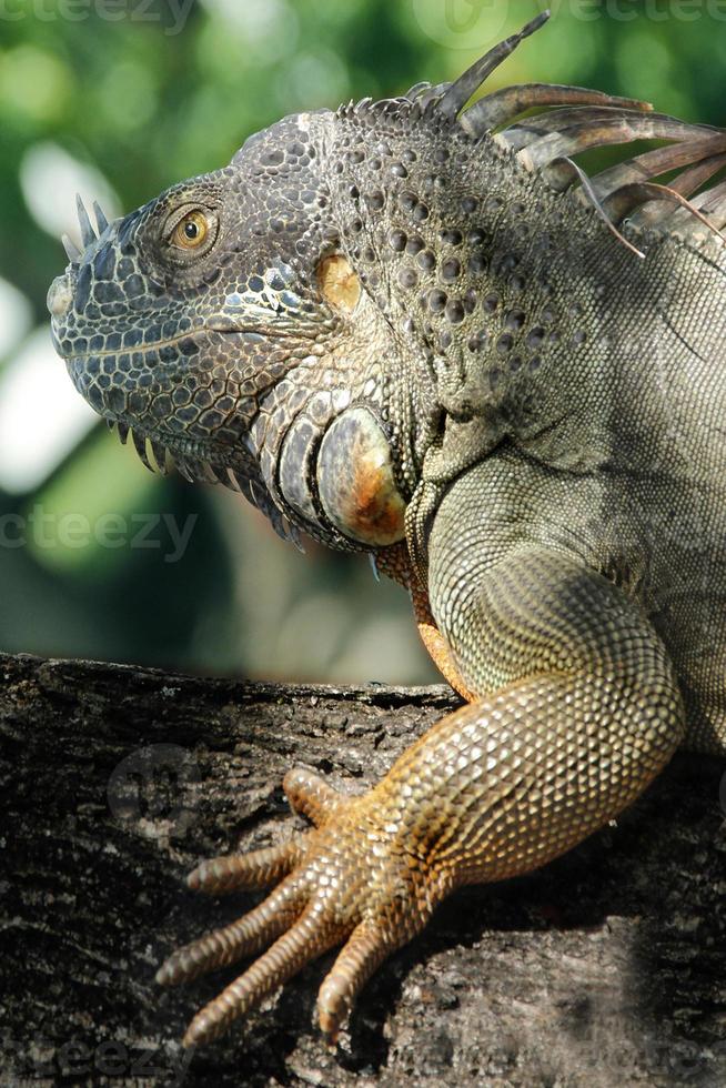 Iguana is a genus of lizard that lives in the tropics. Anolis carolinensis or green anole is a species of tree-dwelling anole lizard, macro lizard, macro iguana, nature photo