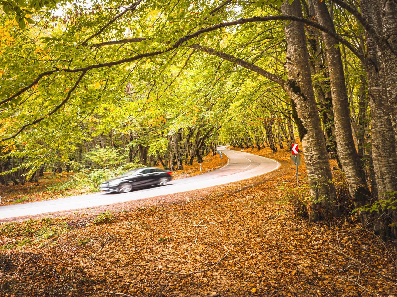 car in autumn forest photo