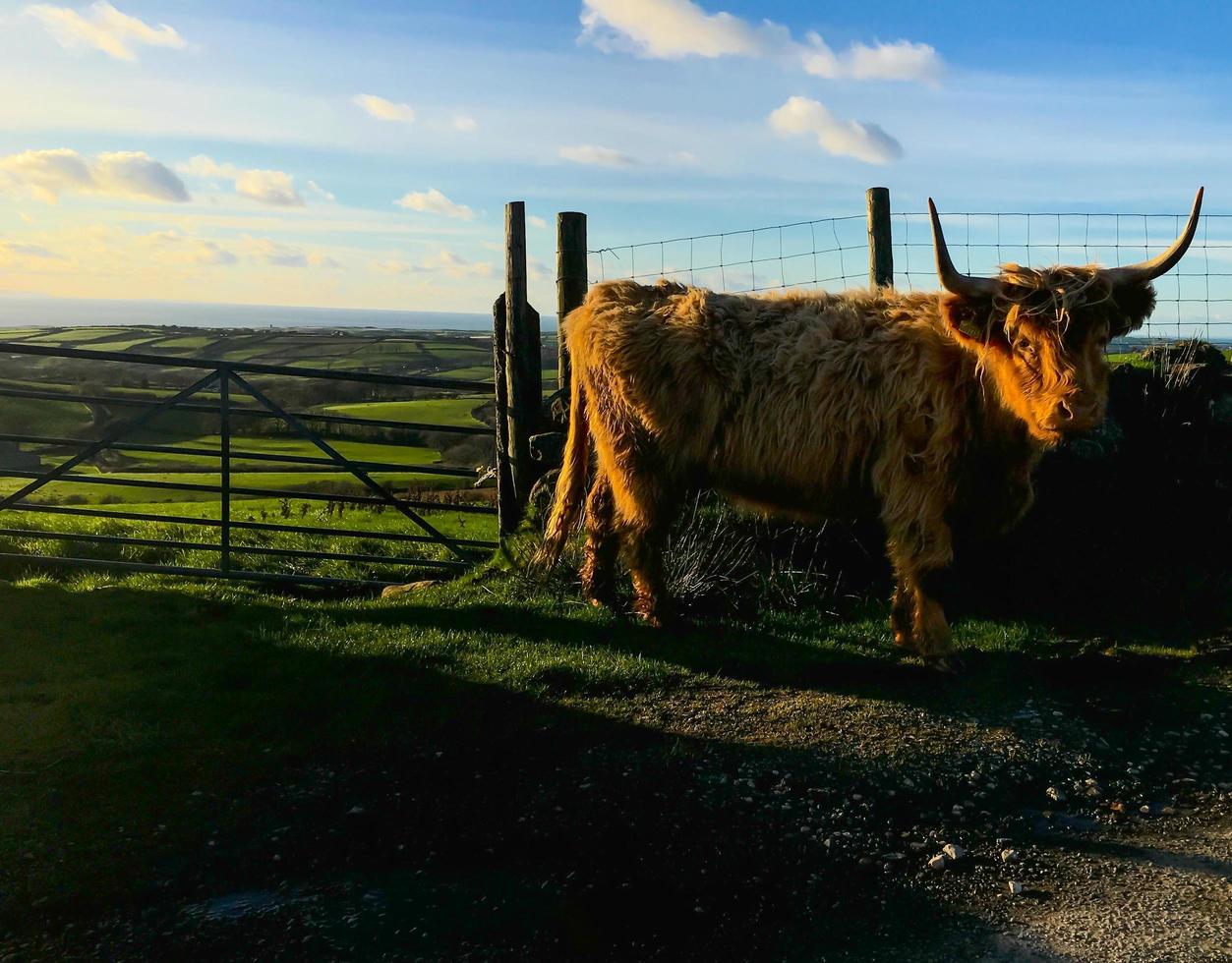 Highlands cows in countryside photo