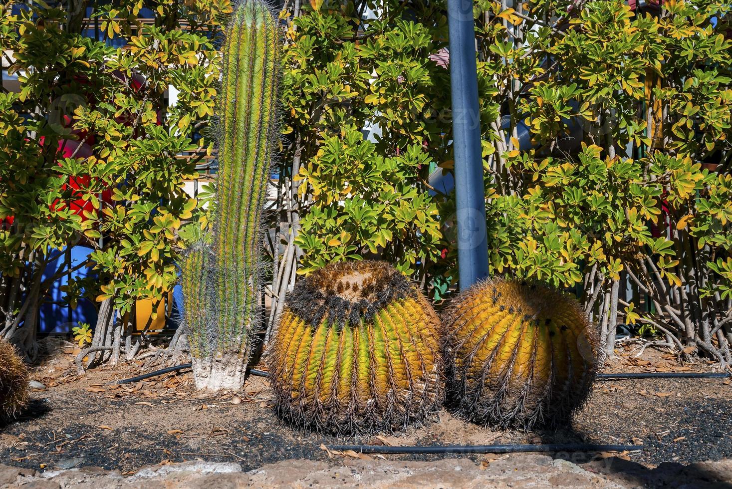 Cactus and plants growing in garden on Gran Canaria island at Spain photo