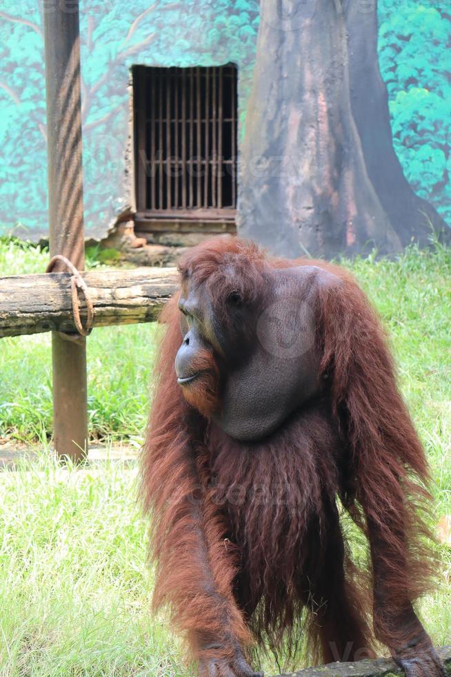 orangutans entertaining tourists with their actions photo