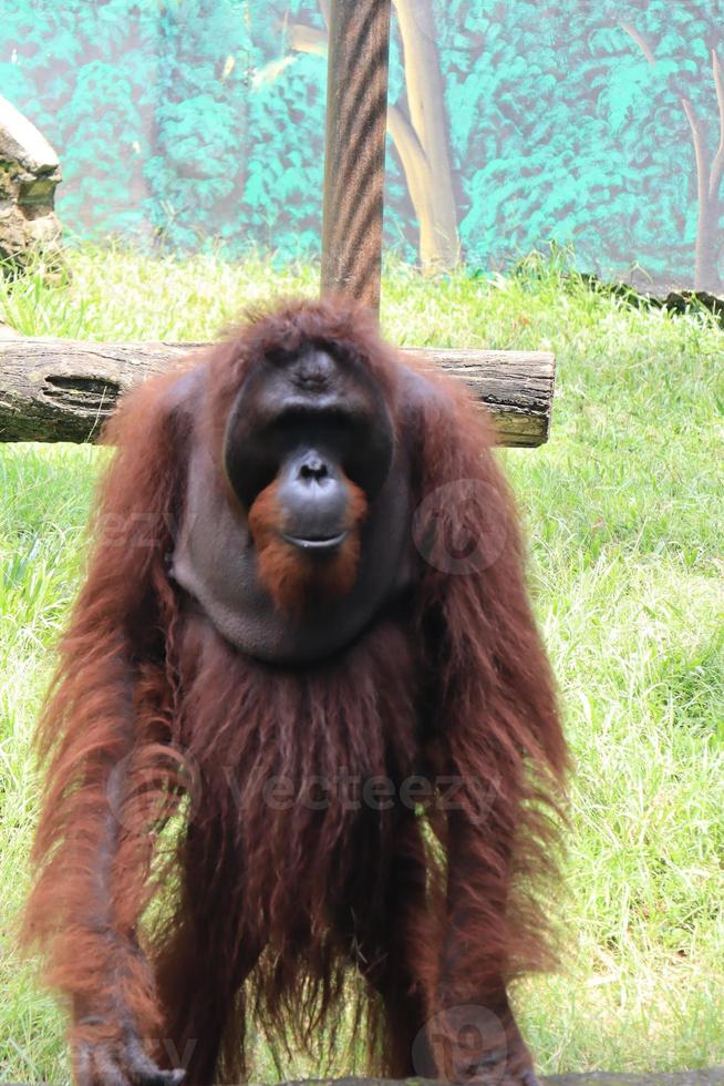 orangutans entertaining tourists with their actions photo