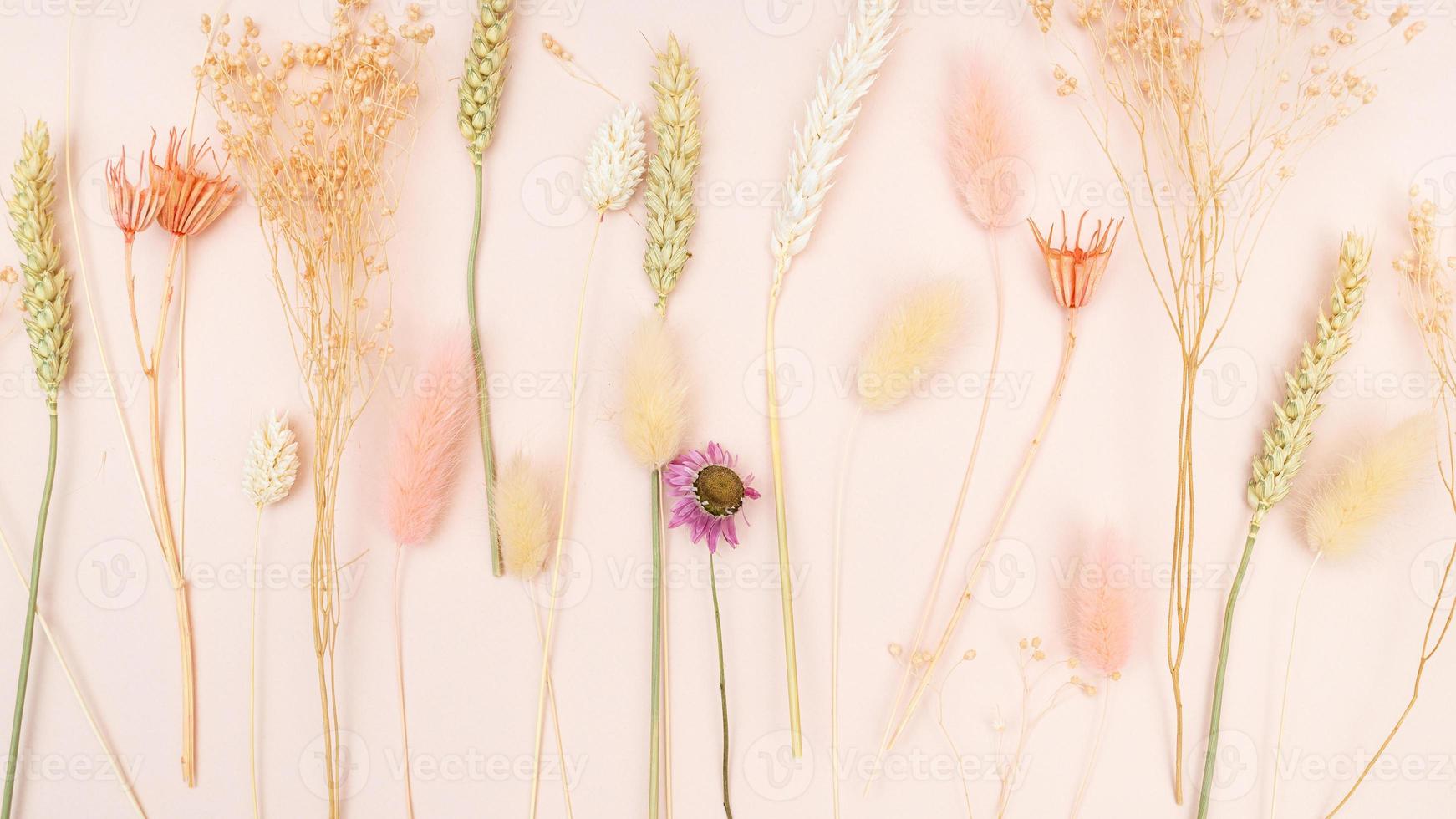 various natural dried plants closeup on pink 18793685 Stock Photo