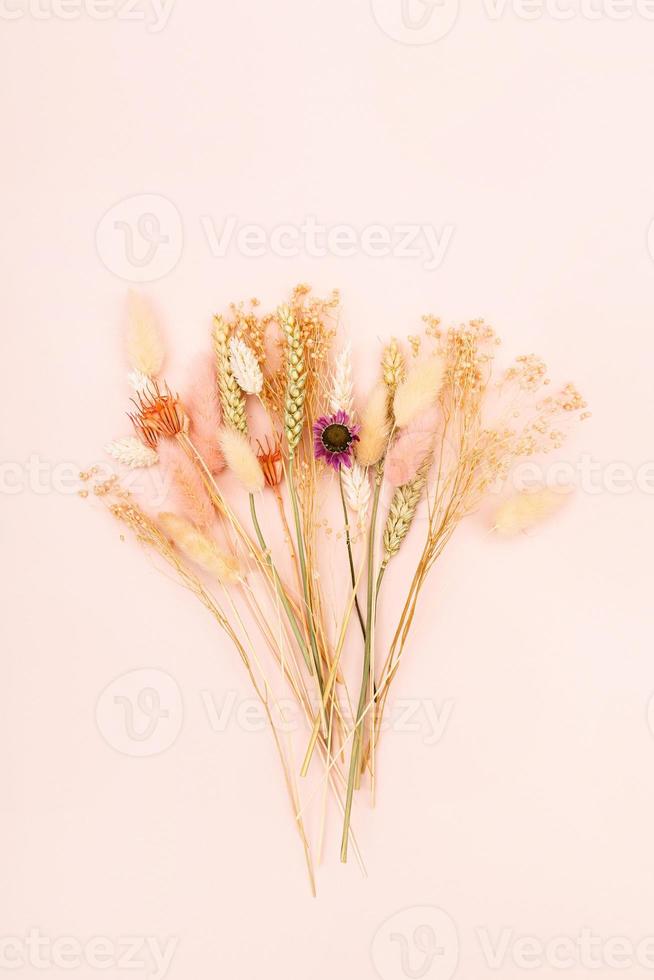 dried flowers and spikelets on pink background photo