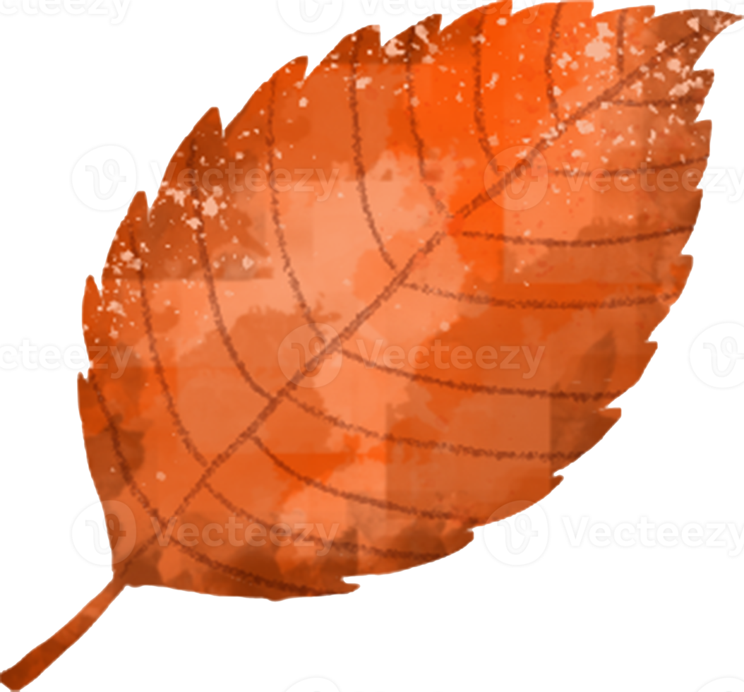 Watercolor Autumn Leaves Clipart - Fall Leaves - Leaf Variety png