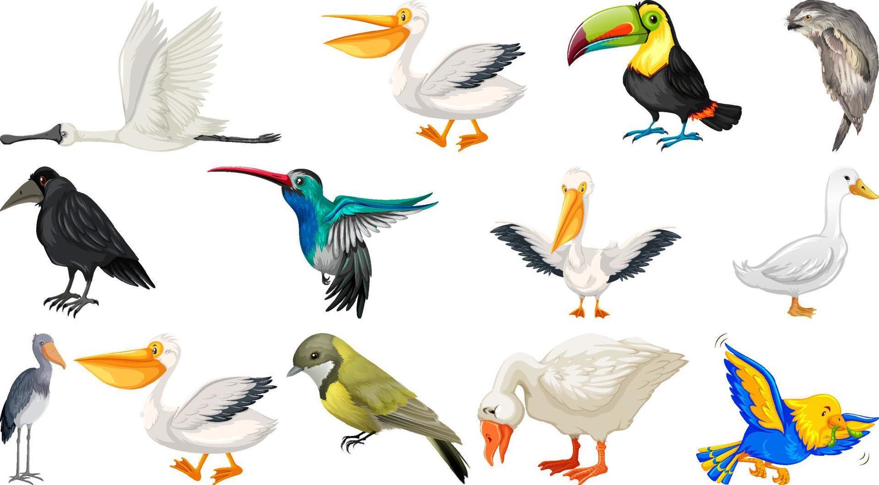 Different kinds of birds collection vector