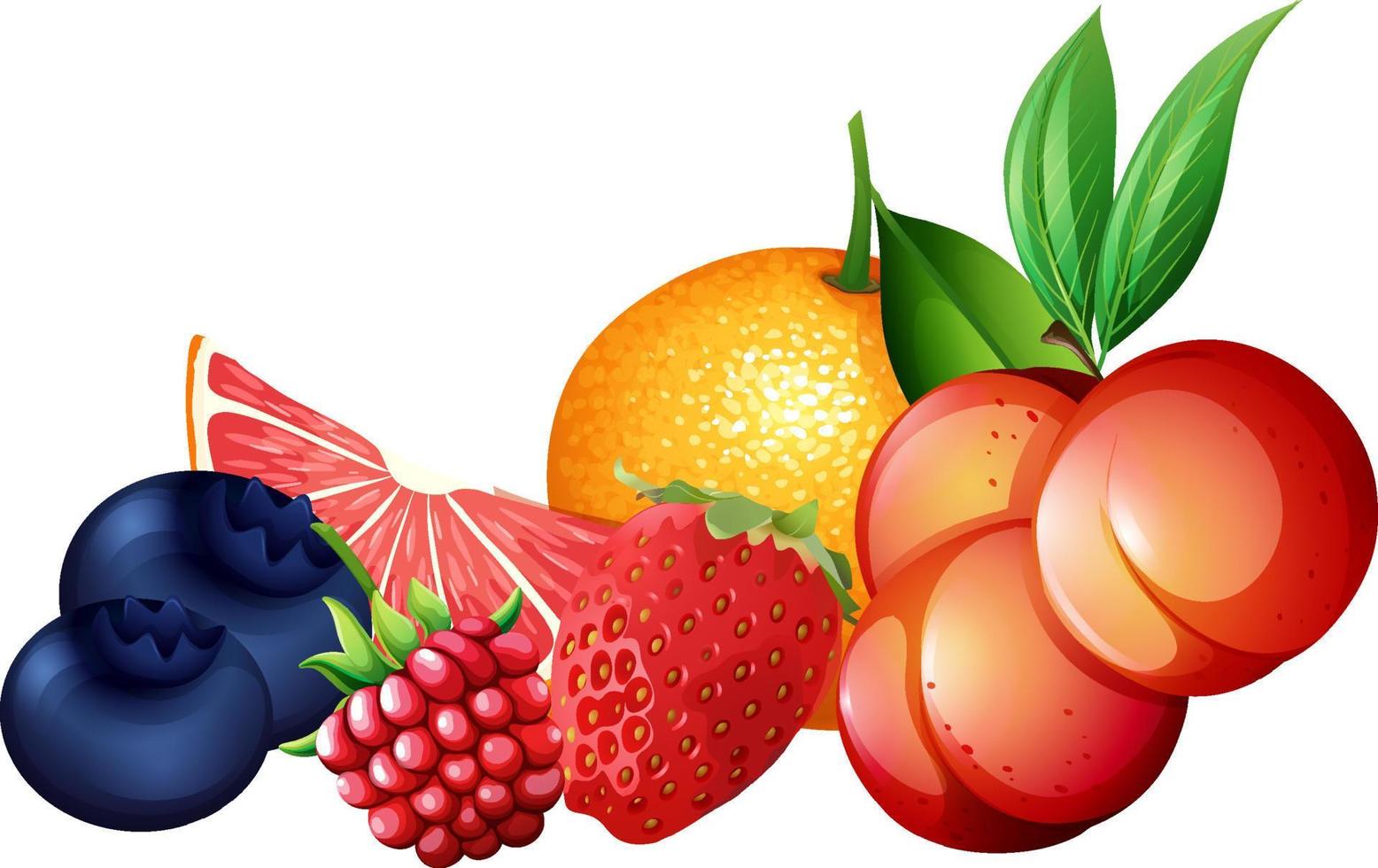 Set of citrus fruits on white background vector
