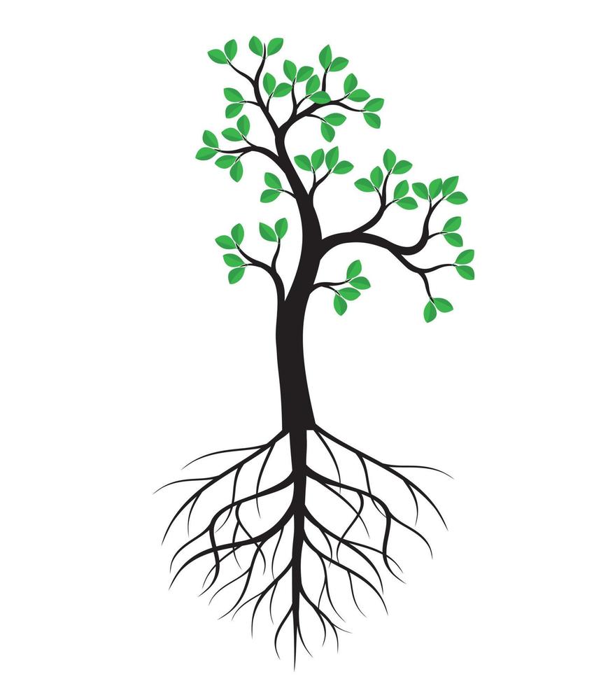 Green spring Tree wth Roots. Vector Illustration.