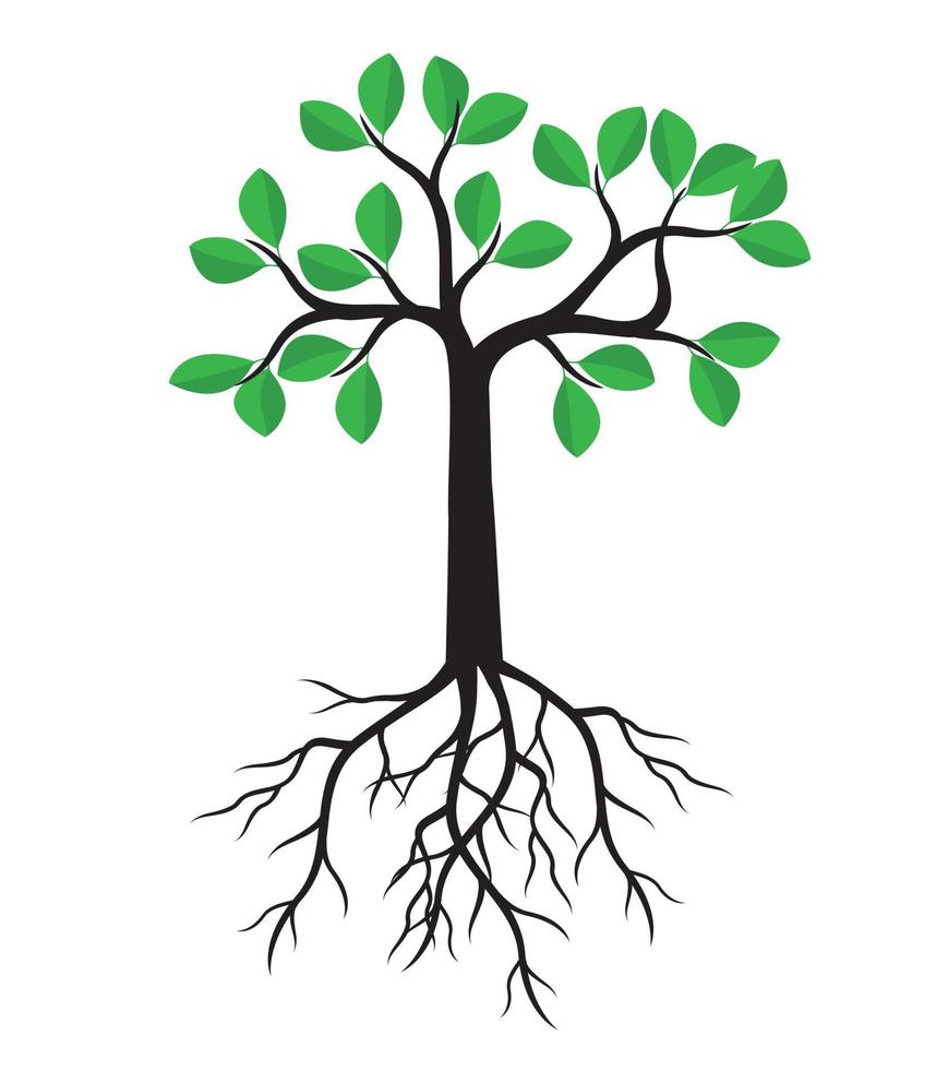 Green spring Tree wth Roots. Vector Illustration.