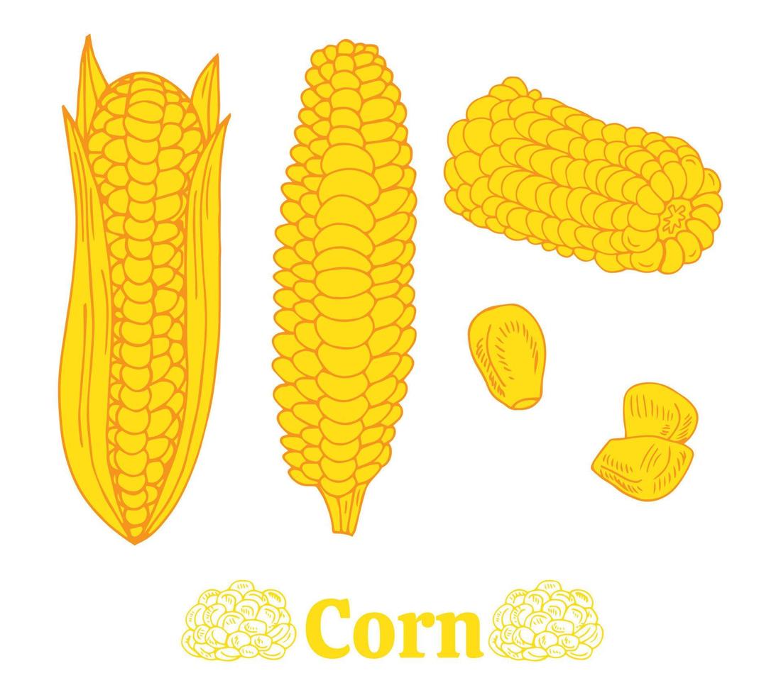 realistic corn sketch yellow set vector