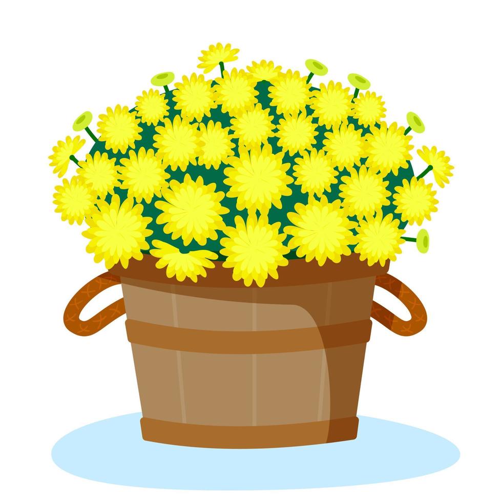 Yellow chrysanthemums in a wooden basket. vector