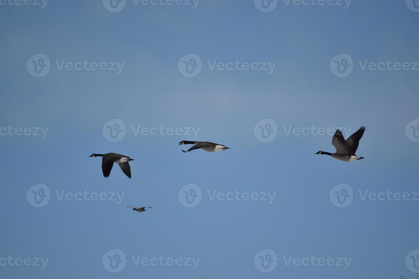 múltiples gansos canadienses volando en formación foto