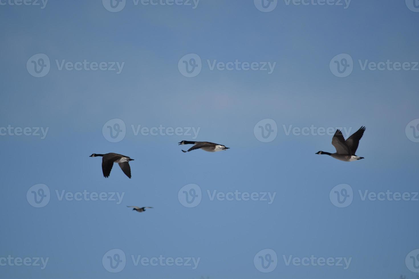 Multiple Canadian Geese Flying in Formation photo
