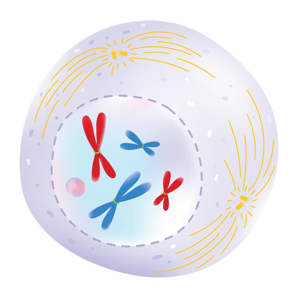 profase es el fase de el célula ciclo. vector